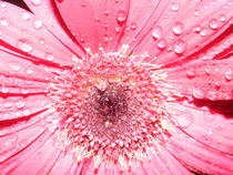 Gerbera Blüte mit Wassertropfen von Sven  Herkenrath