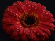 Sehr schöne Gerbera mit Wassertropfen von Sven  Herkenrath