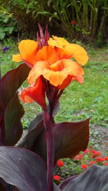 Orange Blüte und dunkles Blatt von Sven  Herkenrath