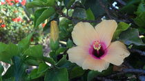 Schöne Hibiscus Blüte by Sven  Herkenrath