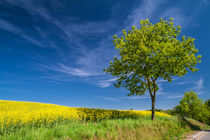 Baum von Rico Ködder