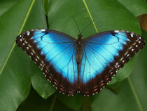 Schmetterling, Himmelsfalter, morpho peleides.Tropical, blue butterfly (common morpho) von Dagmar Laimgruber