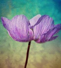 Purple Anemone. by rosanna zavanaiu