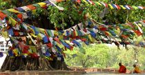 heiliger Baum an Siddharthas Geburtsstätte by reisemonster