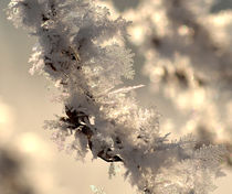 Winter im März von Eckart  Mayer