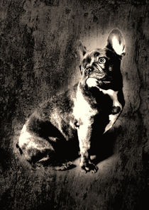 French Bulldog by Falko Follert