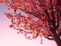 Spring, Pink Flowers of almond-tree by Tricia Rabanal