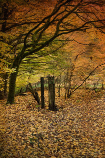 Orange Autumn von David Tinsley