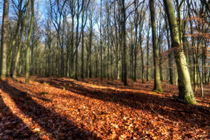 Winter Beech by David Tinsley