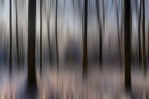 Winter Beech Woods von David Tinsley