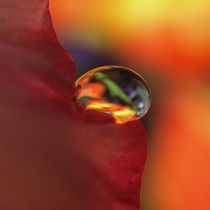 Wasser-Tropfen, Makro, auf Blüte. Water drop on blossom von Dagmar Laimgruber