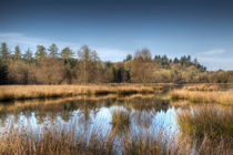 Woorgreens Lake by David Tinsley