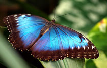 Schmetterling, Himmelsfalter, Makro, morpho peleides.Tropical, blue butterfly (common morpho) von Dagmar Laimgruber