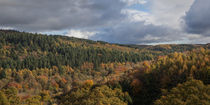 Autumn Forest by David Tinsley