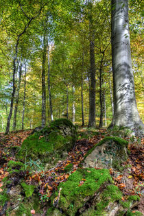 Forest Stone by David Tinsley