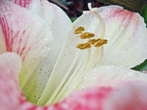 Amaryllis Belladonna von Judy Hall-Folde