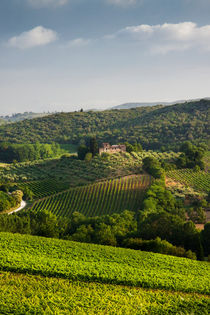 Tuscan Vineyards by David Tinsley
