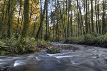 Autumn Brook by David Tinsley