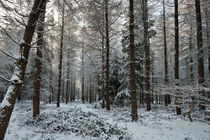 Hangerberry Hill Woods by David Tinsley