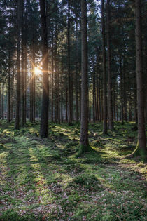 Woodland Sunrise by David Tinsley