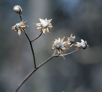 Herbstposter von jaybe