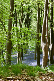 Bluebells & Beech by David Tinsley