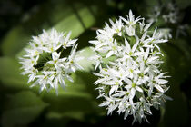 Wild Garlic by David Tinsley