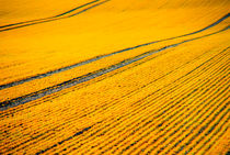 Field at Sunset von fraenks