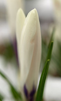 (Nicht) ganz in Weiß - Weiße Krokusknospen (Crocus-Hybride)  by Brigitte Deus-Neumann