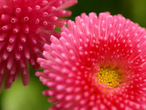 Farbenpracht - Die Blüten des Gänseblümchens Bellis perennis von Brigitte Deus-Neumann