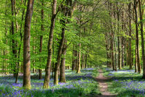 Bluebell Walk by David Tinsley