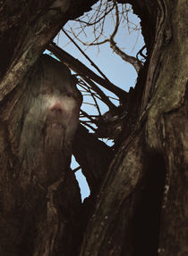Dem Baum ein Gesicht geben  von Barbara  Keichel