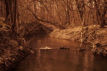 forest river von evgeny bashta