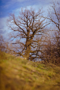 lonely tree von evgeny bashta