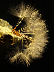 Pusteblume, dandelion, Löwenzahn, blowball, Makro by Dagmar Laimgruber