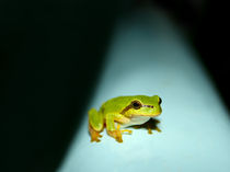 Tree Frog at night by Volodymyr Chaban