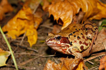 Meadows frog in the woods by Volodymyr Chaban