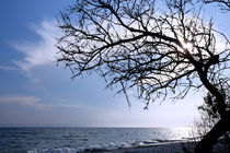 Dried tree on the sea von Volodymyr Chaban