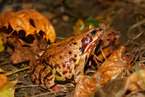 Frog in autunm by Volodymyr Chaban