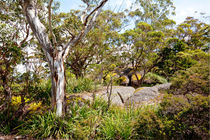 Bald Rock Oasis von Mike Greenslade