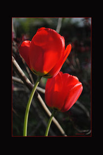 Rote Tulpen von hannahw