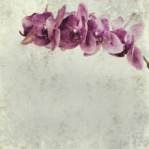 textured old paper background with magenta phalaenopsis orchid von Serhii Zhukovskyi