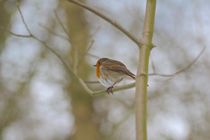 Rotkehlchen in Pose by Ivonne Wentzler