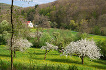 Goldersbachtal bei Bebenhausen Naturpark Schönbuch by Matthias Hauser