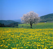 Frühlingslandschaft mit Obstbaumblüte und Löwenzahnwiesen by Manfred Koch