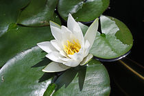 White Water Lily  by Milena Ilieva