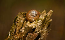 Weinbergschnecke von photoart-hartmann