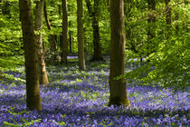 Bluebell Woods von David Tinsley