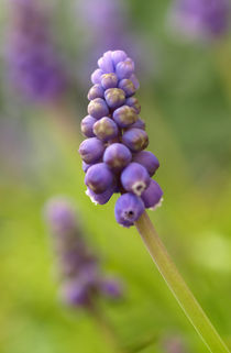 Muscari - ein Blütenstand der Traubenhyazinthe von Brigitte Deus-Neumann