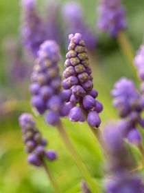 Hyazinthchen in bleu - die Traubenhyazinthe Muscari botryoides by Brigitte Deus-Neumann